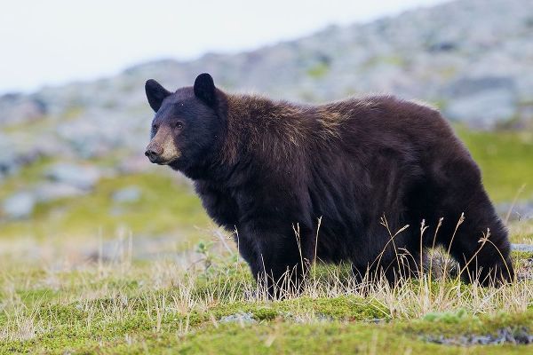 Black Bear-Big Boar
